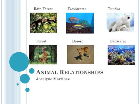 A NIMAL R ELATIONSHIPS Jocelyne Martinez Tundra Forest Rain Forest Saltwater Freshwater Desert.