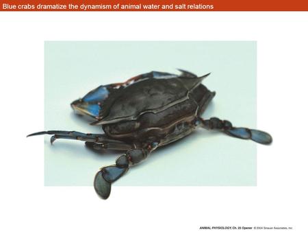 Blue crabs dramatize the dynamism of animal water and salt relations