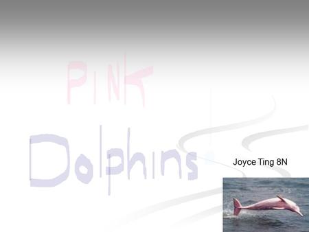 Joyce Ting 8N. What are Pink dolphins Pink dolphins are a rare type of animal, you can hardly find it in a lot of places. This type of sea animal is a.