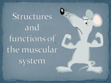 What are the four types of bones where would one look to find each?