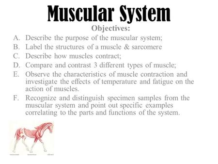 Muscular System Objectives: A.Describe the purpose of the muscular system; B.Label the structures of a muscle & sarcomere C.Describe how muscles contract;