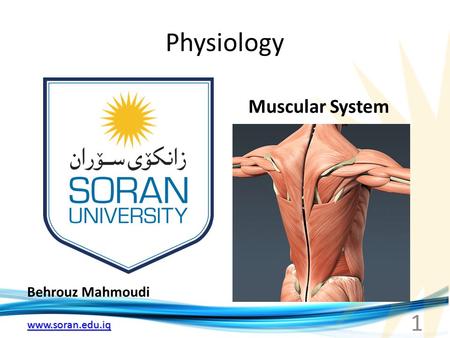 Www.soran.edu.iq Physiology Behrouz Mahmoudi Muscular System 1.