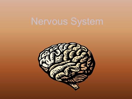 Nervous System. Parts of the Nervous System Brain Spinal Cord Nerves.