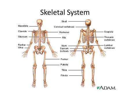 Skeletal System.