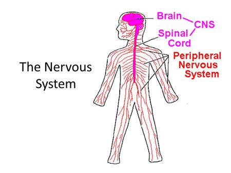 The Nervous System.