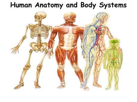 Human Anatomy and Body Systems. Levels of Organization Remember, the human body is organized in several levels, from the simplest to the most complex...