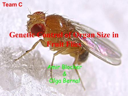 Amir Blocker & Olga Bernal Genetic Control of Organ Size in Fruit Flies Team C.