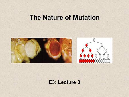 The Nature of Mutation E3: Lecture 3.