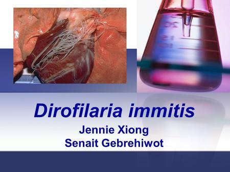 Dirofilaria immitis Jennie Xiong Senait Gebrehiwot.