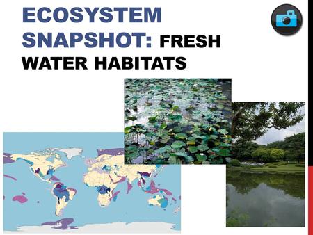 ECOSYSTEM SNAPSHOT: FRESH WATER HABITATS. FEATURED POPULATION: AMERICAN TOAD.