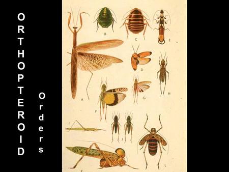 ORTHOPTEROIDORTHOPTEROID Orders Orders Orthopteroid orders INSECT DIVERSITY: ORDERS 37% Species 5-8% Gullen & Cranston 2005 Fig. 7.2.