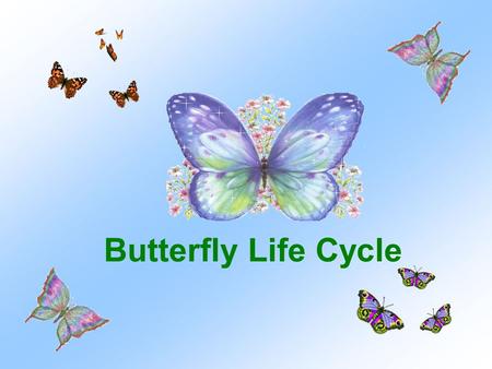 Butterfly Life Cycle. This butterfly is laying eggs on parsley.