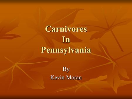 Carnivores In Pennsylvania By Kevin Moran. Black Bears (Ursus americanus) Reach breeding maturity at around 3 to 4 years old Reach breeding maturity at.