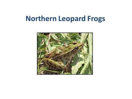 Northern Leopard Frogs