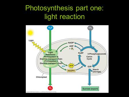 Photosynthesis part one: light reaction. Light Sunlight that we can see is referred to as the visible spectrum. Light is more than our human eyes can.