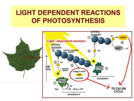 LIGHT DEPENDENT REACTIONS OF PHOTOSYNTHESIS. (1) As light falls upon the pigments of the chloroplast, energy causes the electrons in photosystem II (p680)