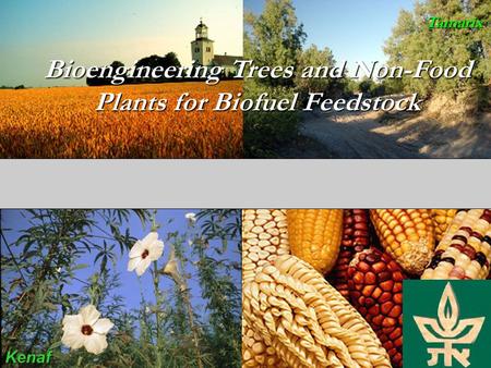 Tamarix Kenaf Bioengineering Trees and Non-Food Plants for Biofuel Feedstock.