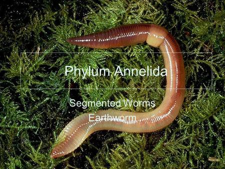 Segmented Worms Earthworm