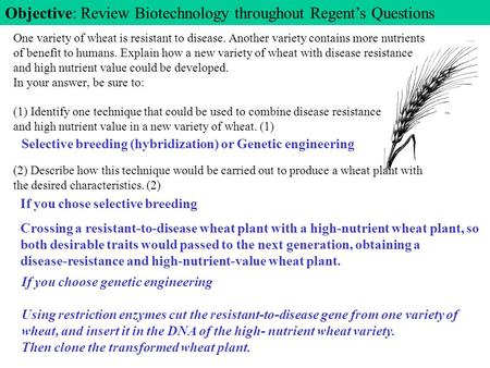 One variety of wheat is resistant to disease. Another variety contains more nutrients of benefit to humans. Explain how a new variety of wheat with disease.