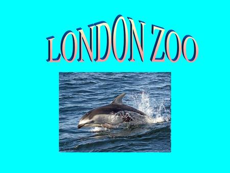 SOME FACTS ABOUT LONDON ZOO In the heart of London, on the north side of Regent's Park, is London Zoo. When the Zoo opened in 1828 it housed a collection.