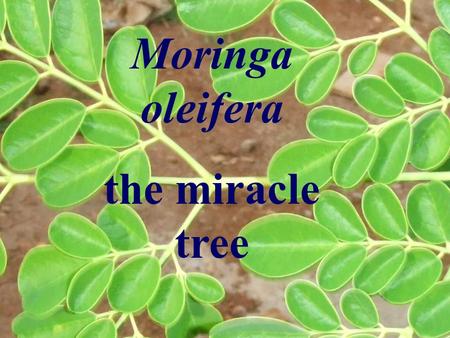 Moringa oleifera Der Wunderbaum Moringa oleifera the miracle tree.