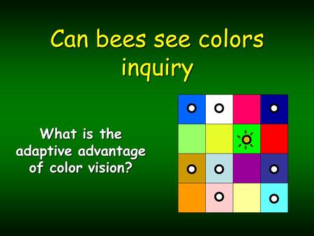 Can bees see colors inquiry