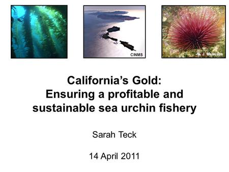 California’s Gold: Ensuring a profitable and sustainable sea urchin fishery Sarah Teck 14 April 2011 CINMS J. Maassen.