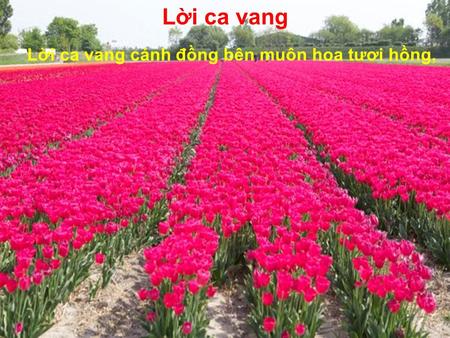 Lời ca vang Lời ca vang cánh đồng bên muôn hoa tươi hồng,