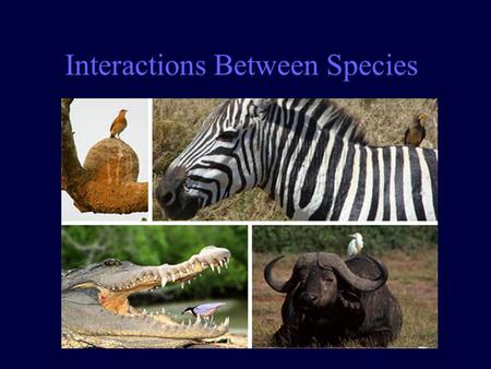 Interactions Between Species. Engage Symbiotic Circle.