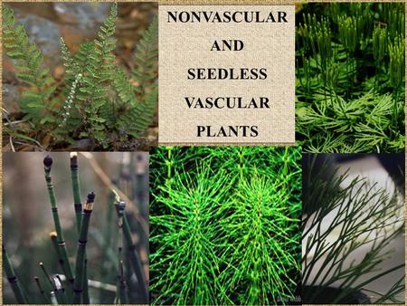 NONVASCULAR AND SEEDLESS VASCULAR PLANTS.