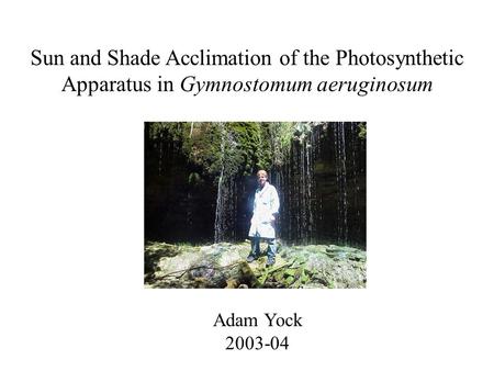 Sun and Shade Acclimation of the Photosynthetic Apparatus in Gymnostomum aeruginosum Adam Yock 2003-04.