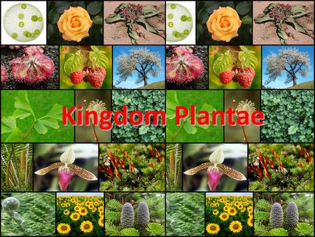 Kingdom Plantae.