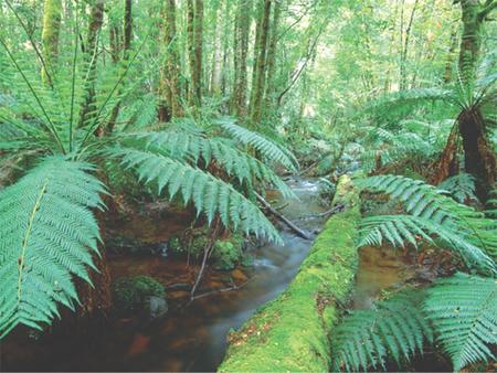 Bryophytes (nonvascular plants) Seedless vascular plants