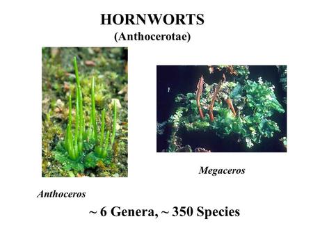 HORNWORTS ~ 6 Genera, ~ 350 Species (Anthocerotae) Megaceros