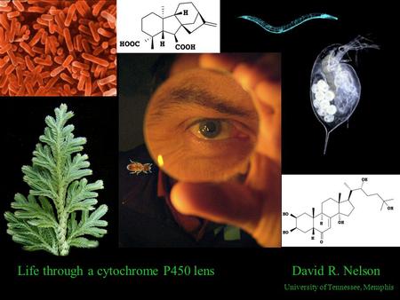 Life through a cytochrome P450 lens David R. Nelson University of Tennessee, Memphis.