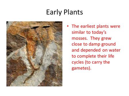 Early Plants The earliest plants were similar to today’s mosses. They grew close to damp ground and depended on water to complete their life cycles (to.