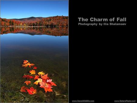 The Charm of Fall Photography by Ilia Shalamaev www.NaturePhoto.co.ilwww.FocusWildlife.com.