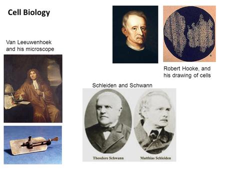 Cell Biology Robert Hooke, and his drawing of cells Van Leeuwenhoek and his microscope Schleiden and Schwann.