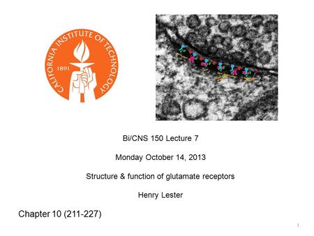 Structure & function of glutamate receptors