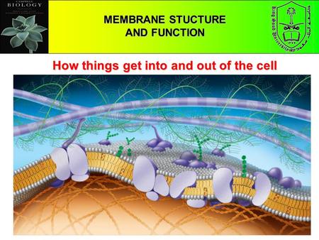 CHAPTER 5 THE STRUCTURE AND FUNCTION OF MACROMOLECULES MEMBRANE STUCTURE AND FUNCTION How things get into and out of the cell.