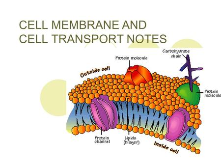 CELL MEMBRANE AND CELL TRANSPORT NOTES