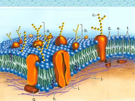 How do things get in and out? The Cell Membrane.