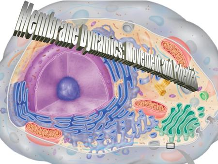 Mass Balance in the Body (through intestine, lungs, skin) (by kidneys, liver, lungs, skin) BODY LOAD Metabolic production Metabolism to a new substance.