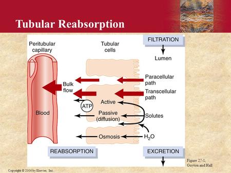 Tubular Reabsorption Figure 27-1; Guyton and Hall.