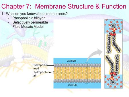 Chapter 7: Membrane Structure & Function