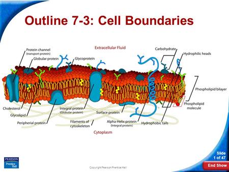 Outline 7-3: Cell Boundaries