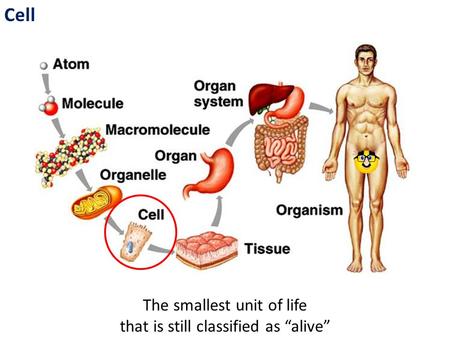 Cell The smallest unit of life that is still classified as “alive”