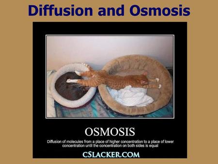 Diffusion and Osmosis.