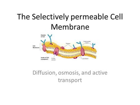 The Selectively permeable Cell Membrane Diffusion, osmosis, and active transport.