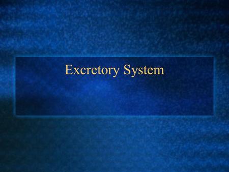 Excretory System.